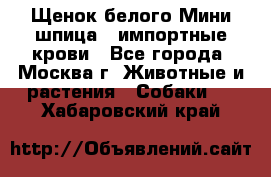 Щенок белого Мини шпица , импортные крови - Все города, Москва г. Животные и растения » Собаки   . Хабаровский край